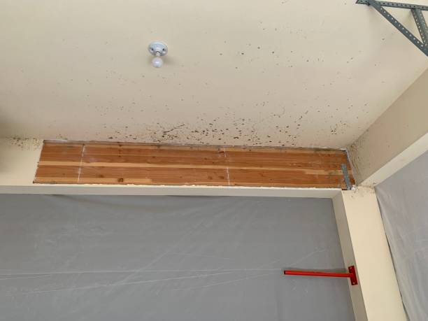 Forensic Mold Investigation in Royal City, WA